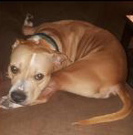 Cooper, Sara Gallagher's 9-year-old pit bull